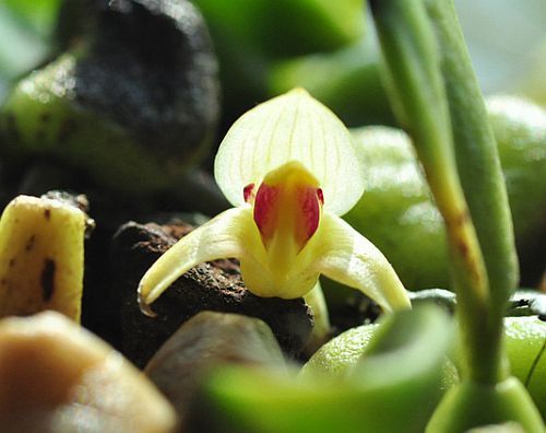 Trias nasuta orquídea semillas