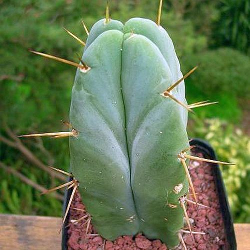Trichocereus bridgesii San Pedro, cactus sacré graines