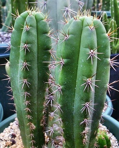 Trichocereus cuzcoensis Cuzco cactus graines