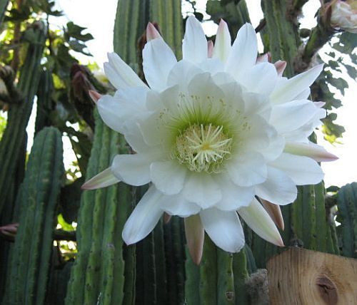Trichocereus pachanoi cactus de San Pedro semillas