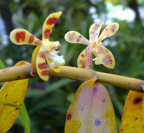 Trichoglottis cirrhifera orquídea semillas