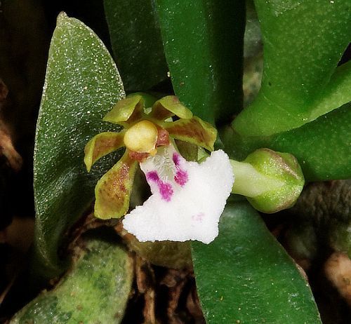 Trichoglottis triflora orquídea semillas