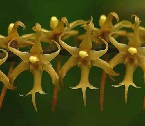 Tridactyle tricuspis Orchidee - Orchideen Samen