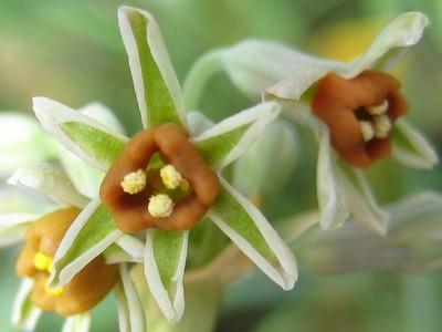 Tulbaghia acutiloba  semillas