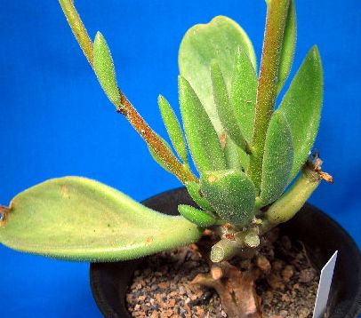 Tylecodon hirtifolium Caudexpflanze Samen