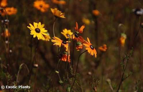Ursinia cakilefolia Ursinia Samen Ursinia cakilefolia Ursinia Samen