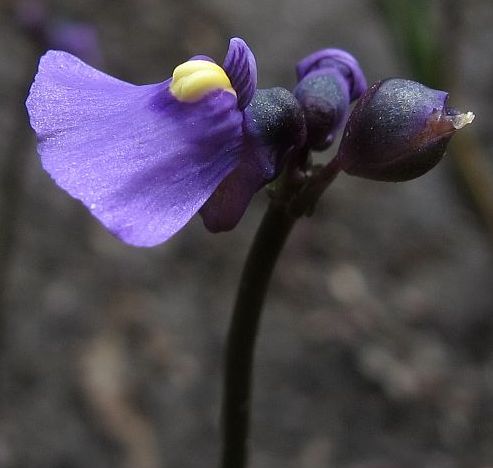 Utricularia volubilis  semi