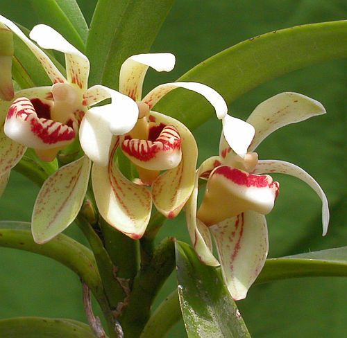 Vanda pumila orchidées graines