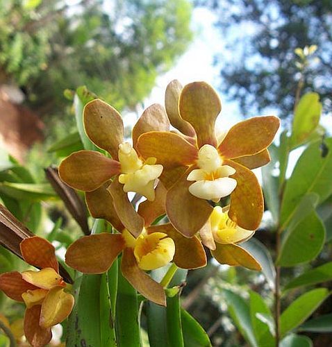 Vanda testacea orquídea semillas