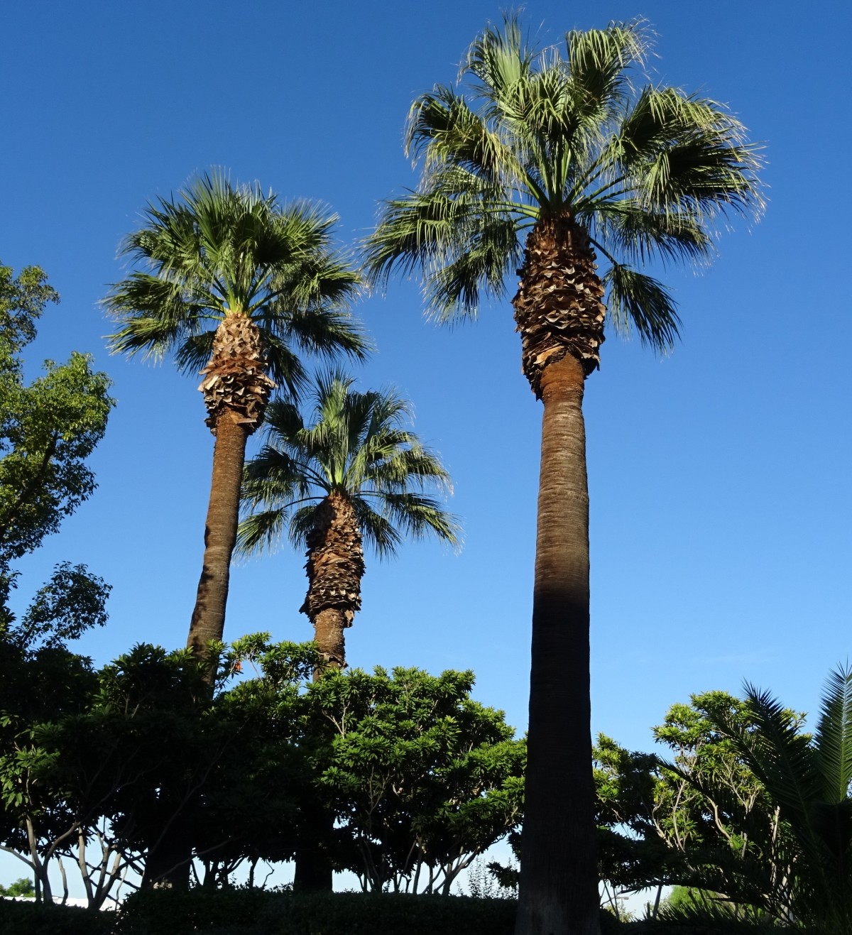 Washingtonia filifera palma californiana semi