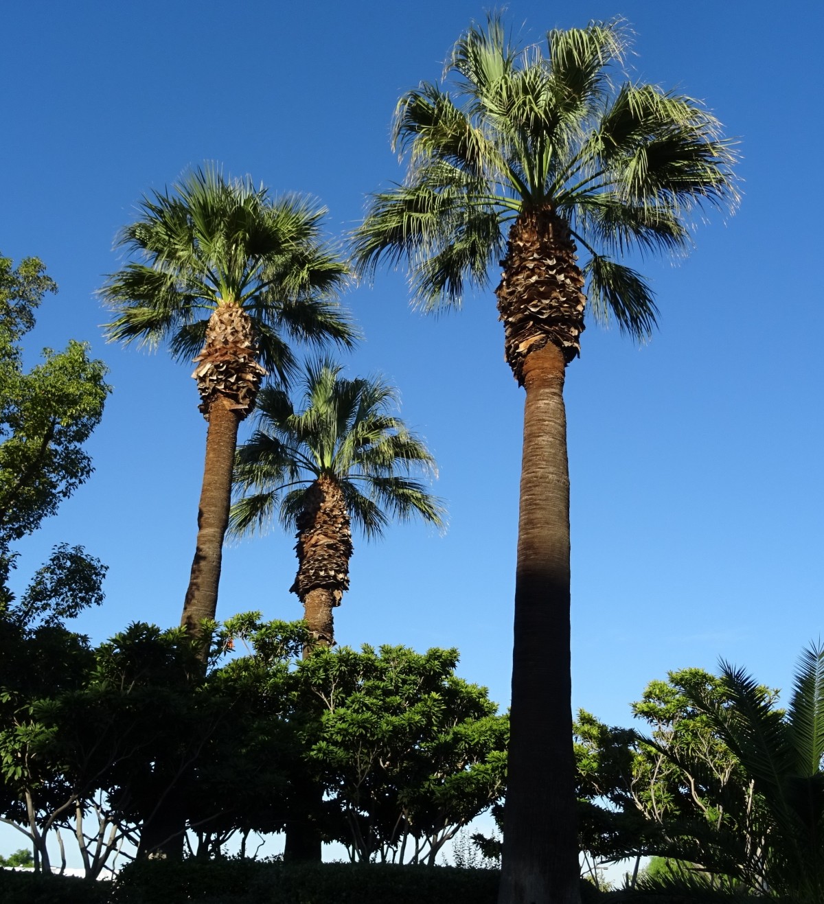 Washingtonia filifera palmier jupon de Californie - palmier de Californie - California fan palm graines