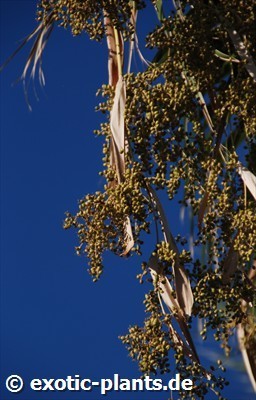 Washingtonia filifera Kalifornische Washingtonpalme Samen