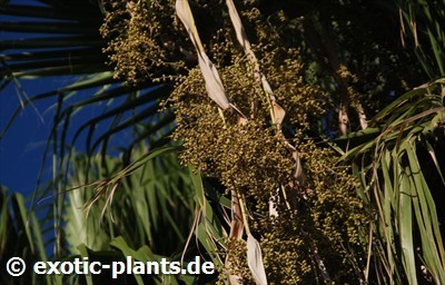 Washingtonia filifera palma californiana semi