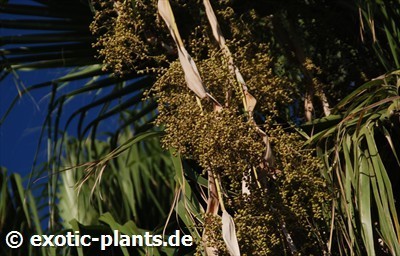 Washingtonia filifera palmier jupon de Californie - palmier de Californie - California fan palm graines