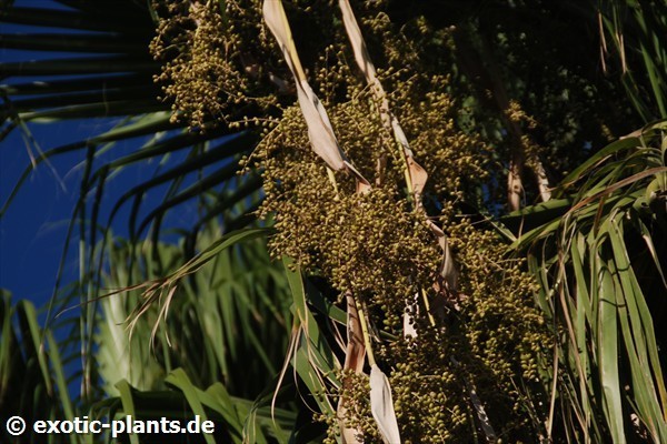 10 Graines De Palmier Washingtonia Filifera - Palmier éventail Robuste - À Planter