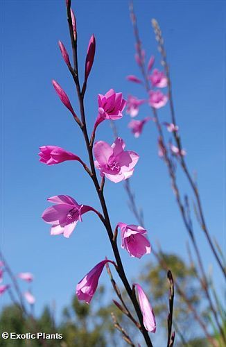 Watsonia borbonica watsonia púrpura semillas