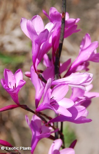 Watsonia borbonica Ватсония бурбонская Семена