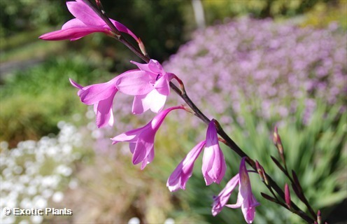 Watsonia borbonica watsonia púrpura semillas