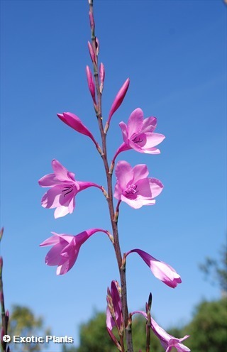 Watsonia borbonica watsonia púrpura semillas
