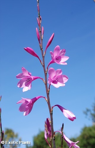 Watsonia borbonica Watsonia Samen