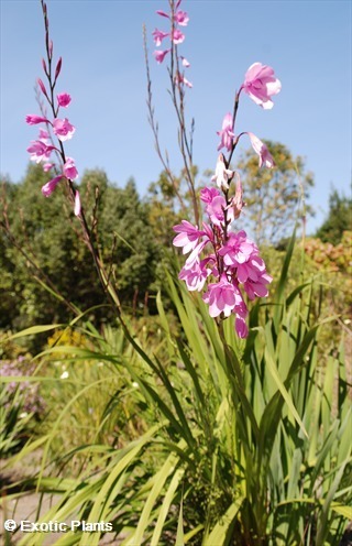 Watsonia borbonica Watsonia semi