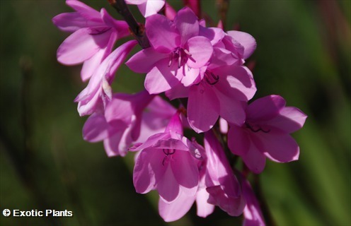 Watsonia borbonica Watsonia graines