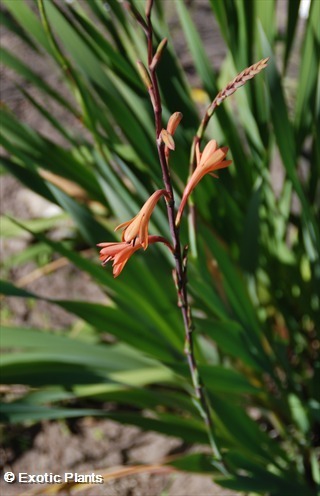 Watsonia coccinea Ватсония ярко-красная Семена