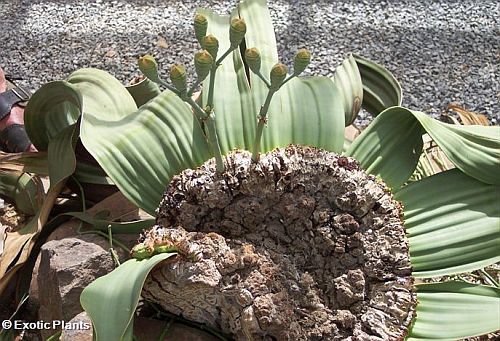 Welwitschia mirabilis Welwitschia Samen