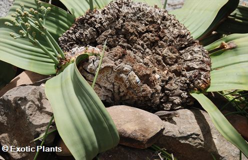 Welwitschia mirabilis Welwitschia Samen