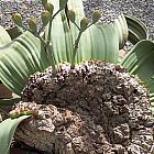 Welwitschia mirabilis, Welwitschia