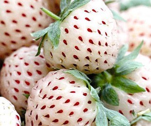 White strawberry Fraises blanches - fraises ananas graines
