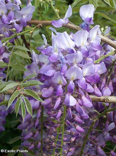 Wisteria sinensis, Glycine