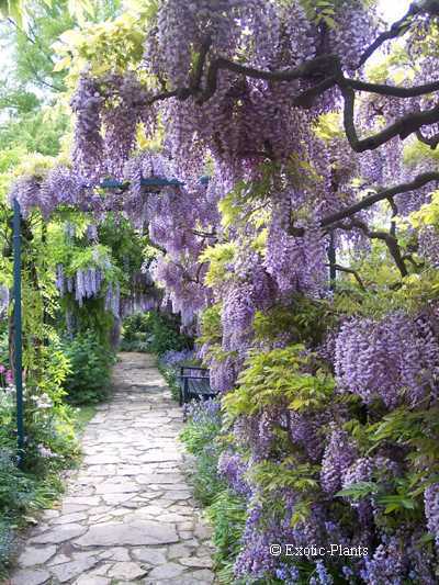 Wisteria sinensis, Glycine