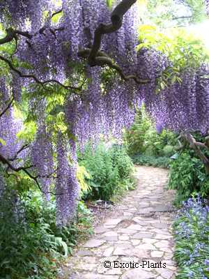 Wisteria sinensis Blauregen Samen