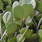 Xerosicyos danguyi silver dollar plant seeds