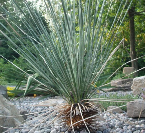 Yucca elata Soaptree - glauque - Palmella graines