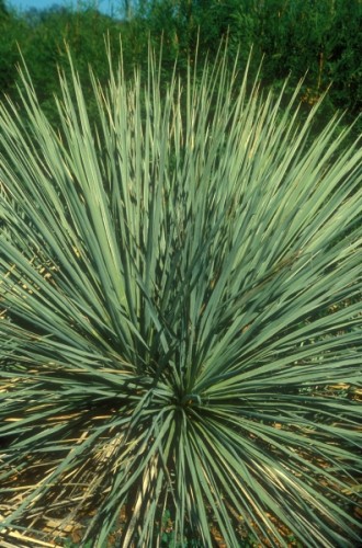 Yucca glauca  semillas