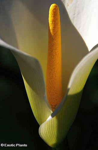 Zantedeschia aethiopica alcatraz, cala, cala de Etiopía, aro de Etiopía, lirio de agua, cartucho, flor de pato o flor del ja semillas