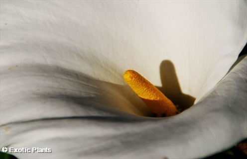 Zantedeschia aethiopica calla lily graines