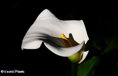 Zantedeschia aethiopica alcatraz, cala, cala de Etiopía, aro de Etiopía, lirio de agua, cartucho, flor de pato o flor del ja semillas