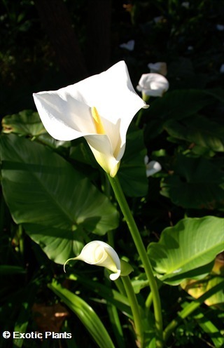 Zantedeschia aethiopica alcatraz, cala, cala de Etiopía, aro de Etiopía, lirio de agua, cartucho, flor de pato o flor del ja semillas