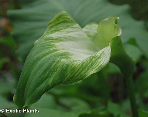 Zantedeschia aethiopica Green Goddess Kalla - Calla Samen