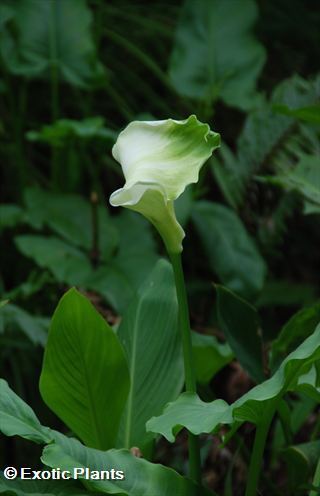 Zantedeschia aethiopica Green Goddess Calla semi