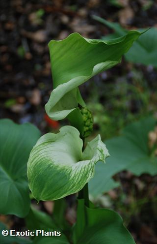 Zantedeschia aethiopica Green Goddess calla lily graines