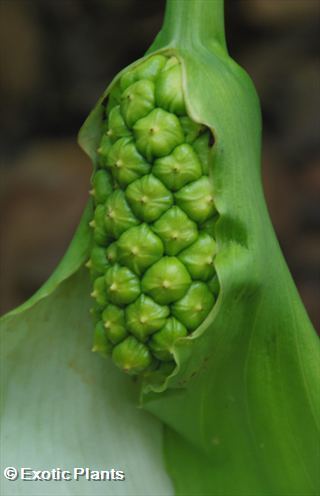 Zantedeschia aethiopica Green Goddess calla lily graines