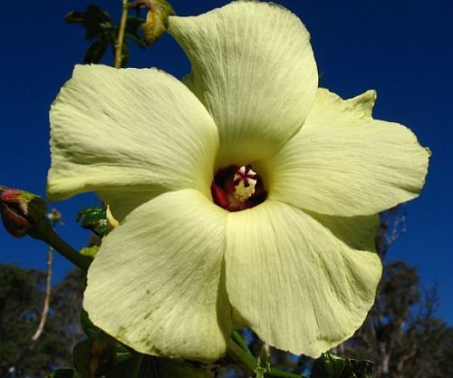 Abelmoschus manihot Aibika - Okra - Sunset Muskmallow seeds