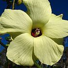 Abelmoschus manihot Aibika ? Okra ? Sunset Muskmallow semillas