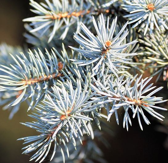 Abies alba  cемян