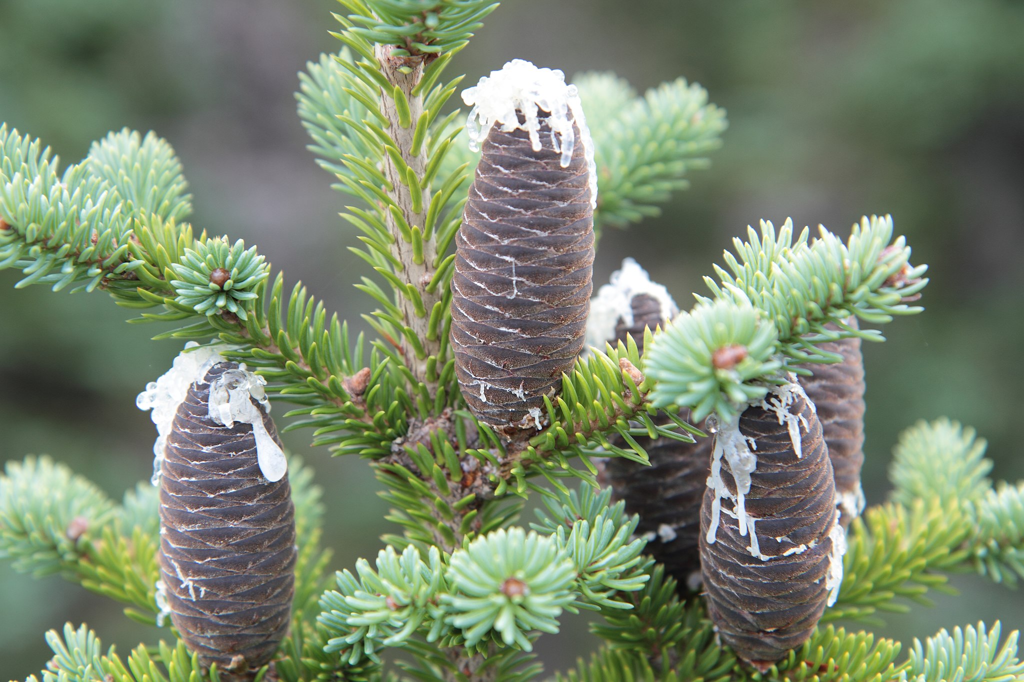 Abies balsamea Caucasian Fir seeds