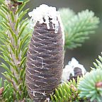 Abies balsamea  semillas